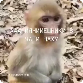 🐵 emoji Хепи монкис стикиры от @happymonkeysgif Telegram sticker 11 of 64