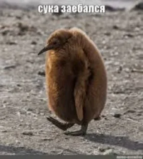 🚶 emoji дашулик и викулик Telegram sticker 20 of 115