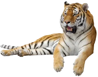 🐅 emoji Тигр @stickermodpack Telegram sticker 9 of 24
