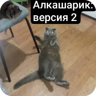 🐱 emoji Кошак Telegram sticker 23 of 28