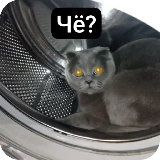 🐱 emoji Кошак Telegram sticker 16 of 28