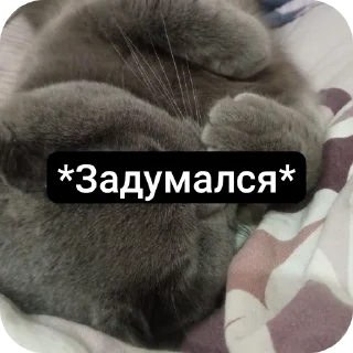 🐱 emoji Кошак Telegram sticker 22 of 28