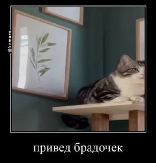 Sticker from Брадки | @not_a_dude