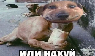 Sticker from паша такса