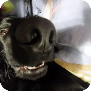 🐶 emoji тудоо📵📵📵📵‼️‼️‼️ Telegram sticker 11 of 28