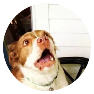 😱 emoji @TVstickers Stupid Dogs Telegram sticker 11 of 30
