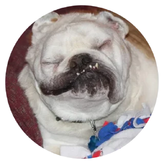 😤 emoji @TVstickers Stupid Dogs Telegram sticker 6 of 30