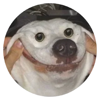 😊 emoji @TVstickers Stupid Dogs Telegram sticker 15 of 30