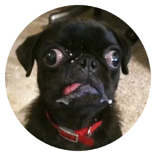 😨 emoji @TVstickers Stupid Dogs Telegram sticker 5 of 30