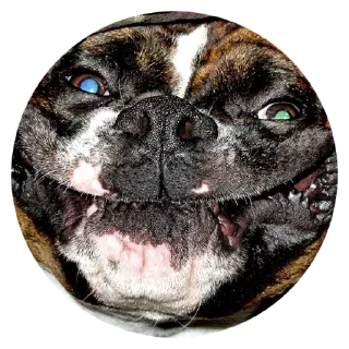 👺 emoji @TVstickers Stupid Dogs Telegram sticker 20 of 30