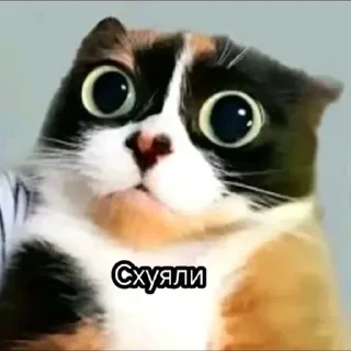 🤩 emoji БОЛЬШЕ ⇨ @FULLSITION Telegram sticker 23 of 46