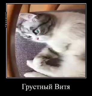 😔 emoji Милый котик Витя Telegram sticker 16 of 35