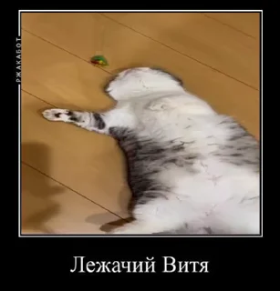 🏊‍♂️ emoji Милый котик Витя Telegram sticker 8 of 35