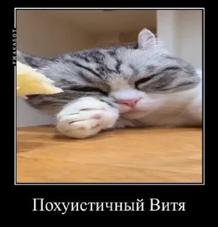 🫤 emoji Милый котик Витя Telegram sticker 6 of 35