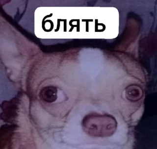 🙈 emoji Стикеры @stickrubot @textmeru_bot Telegram sticker 21 of 39