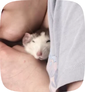 🌟 emoji Дуня Telegram sticker 5 of 52