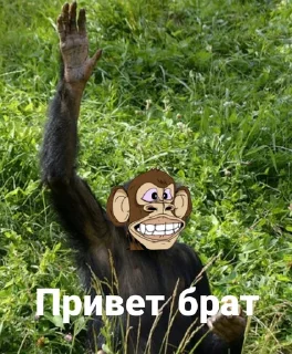 🖐 emoji TonedApeClub!🐵 Telegram sticker 16 of 61