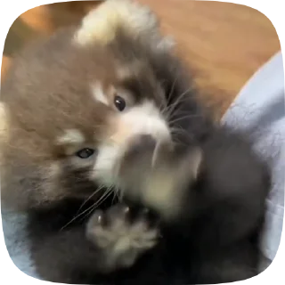 😵‍💫 emoji Red Panda Telegram sticker 8 of 15