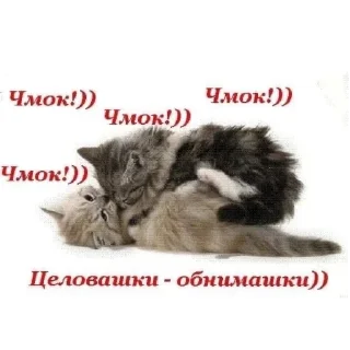 🐱 emoji Я как котики Telegram sticker 22 of 109