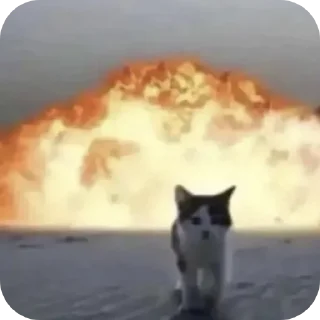 🐱 emoji Я как котики Telegram sticker 14 of 109