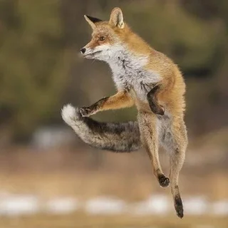💃 emoji ⋆｡⋆˚🦊Лисички🦊˚⋆｡⋆ Telegram sticker 16 of 31
