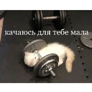 😎 emoji підвал мемів Telegram sticker 14 of 52