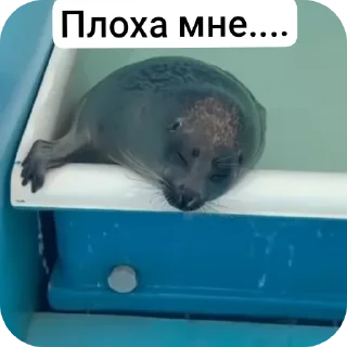 Sticker from Тюлень