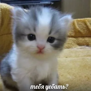 😡 emoji МемПак Telegram sticker 4 of 43