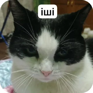 😁 emoji Историк пикми(R.I.P историк...) Telegram sticker 18 of 115
