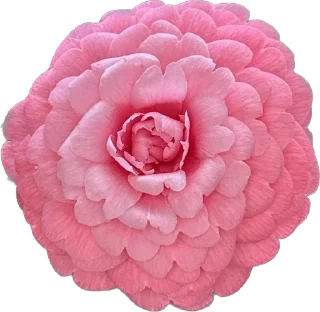 🌸 emoji Держи цветочек 🌸 @nomand_margo Telegram sticker 4 of 55