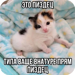 Sticker from kittens