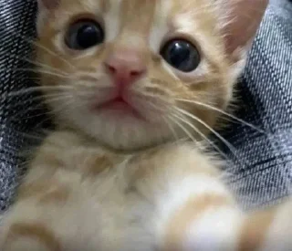 Sticker from Cute kittens