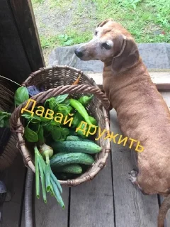 😑 emoji СТЕПИК Telegram sticker 10 of 51