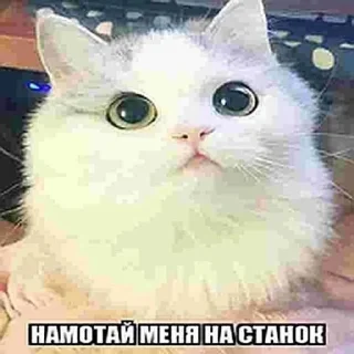 😭 emoji дауны | обновлен 29.06.26 Telegram sticker 23 of 120