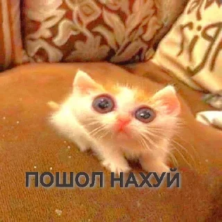 🤩 emoji Да поебать @SozdaiStickeriBot Telegram sticker 20 of 42