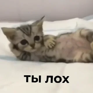 💯 emoji Чебурек Telegram sticker 17 of 20