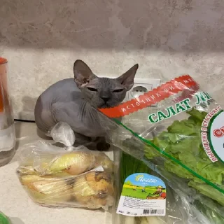 👩‍🍳 emoji Кишки, котёнки Telegram sticker 12 of 14