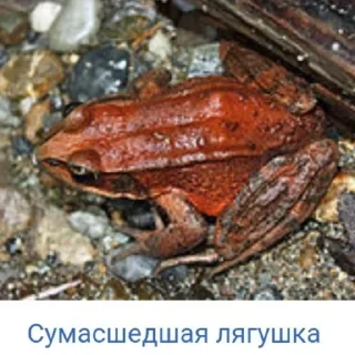 🤪 emoji Планета Гугл Telegram sticker 20 of 61
