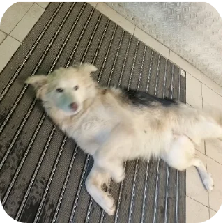 🐶 emoji Батон легенда Telegram sticker 6 of 102