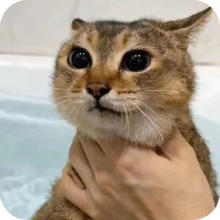🐱 emoji лёгкий голод Telegram sticker 14 of 36