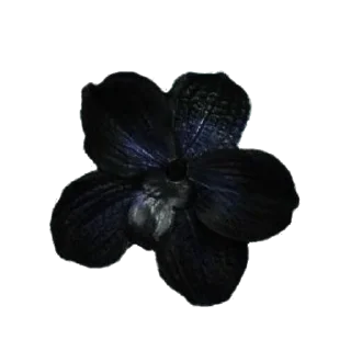 🌹 emoji Ꮓᴀnᴋᴀ  by @Fuga_MoH Telegram sticker 5 of 35