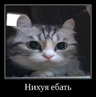 🙀 emoji Комарки pt2 @not_a_dude Telegram sticker 14 of 68
