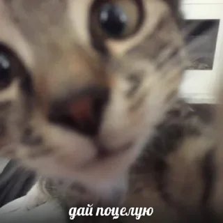 😗 emoji а э гав¿ Telegram sticker 17 of 35