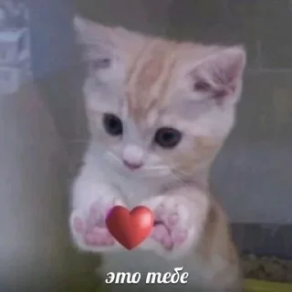 😘 emoji а э гав¿ Telegram sticker 20 of 35