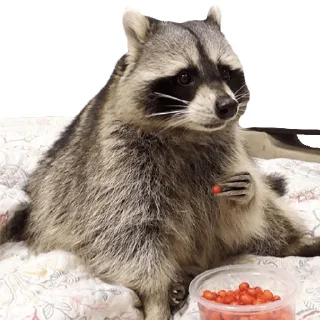 🍔 emoji Еноты @stickernayaa Telegram sticker 15 of 25