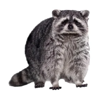 😐 emoji Еноты @stickernayaa Telegram sticker 16 of 25