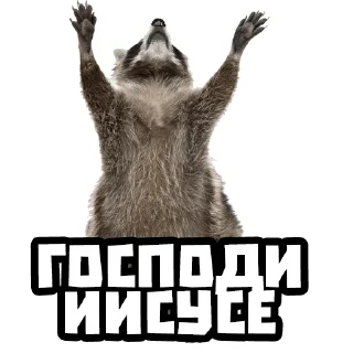 😇 emoji Еноты @stickernayaa Telegram sticker 9 of 25