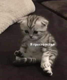 Sticker from Осас