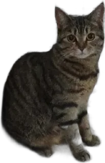 🌟 emoji собаки кошки Telegram sticker 5 of 9