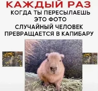 Sticker from капибара (тоесть я)